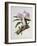 Orchidaceae : Cattleya Mossiae-Augusta Withers-Framed Giclee Print