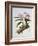 Orchidaceae : Cattleya Mossiae-Augusta Withers-Framed Giclee Print