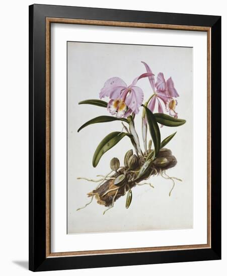 Orchidaceae : Cattleya Mossiae-Augusta Withers-Framed Giclee Print