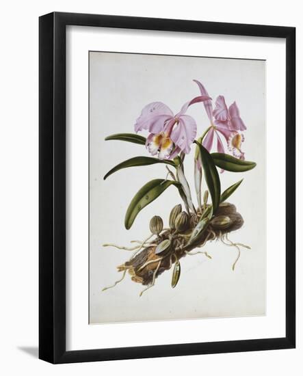 Orchidaceae : Cattleya Mossiae-Augusta Withers-Framed Giclee Print