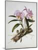 Orchidaceae : Cattleya Mossiae-Augusta Withers-Mounted Giclee Print