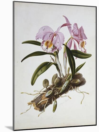 Orchidaceae : Cattleya Mossiae-Augusta Withers-Mounted Giclee Print