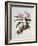 Orchidaceae : Cattleya Mossiae-Augusta Withers-Framed Giclee Print