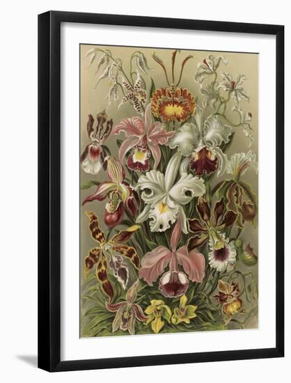 Orchideae Denusblumen-Ernst Haeckel-Framed Art Print