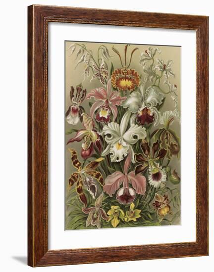 Orchideae Denusblumen-Ernst Haeckel-Framed Art Print