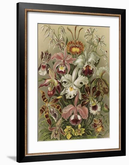 Orchideae Denusblumen-Ernst Haeckel-Framed Art Print