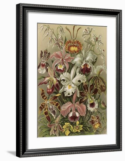 Orchideae Denusblumen-Ernst Haeckel-Framed Art Print