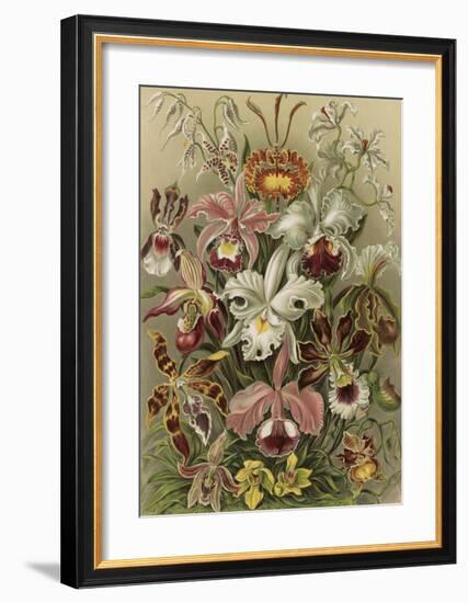 Orchideae Denusblumen-Ernst Haeckel-Framed Art Print