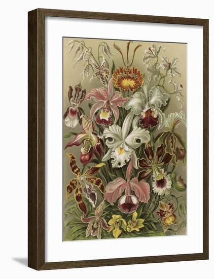 Orchideae Denusblumen-Ernst Haeckel-Framed Art Print