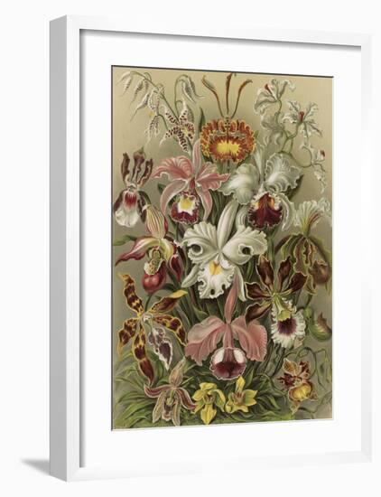 Orchideae Denusblumen-Ernst Haeckel-Framed Art Print