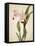 Orchids 2-Kimberly Allen-Framed Stretched Canvas