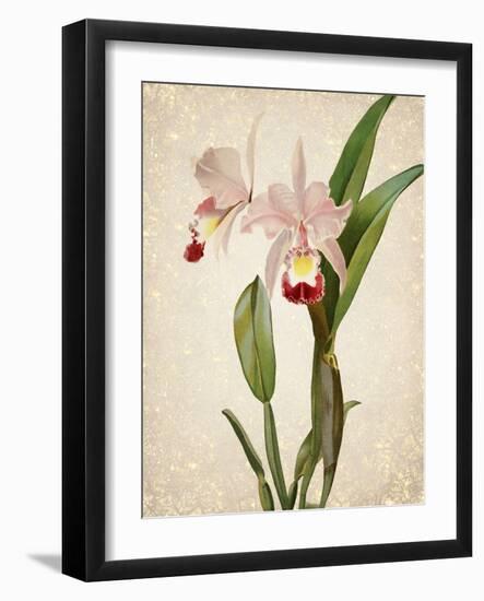 Orchids 2-Kimberly Allen-Framed Art Print