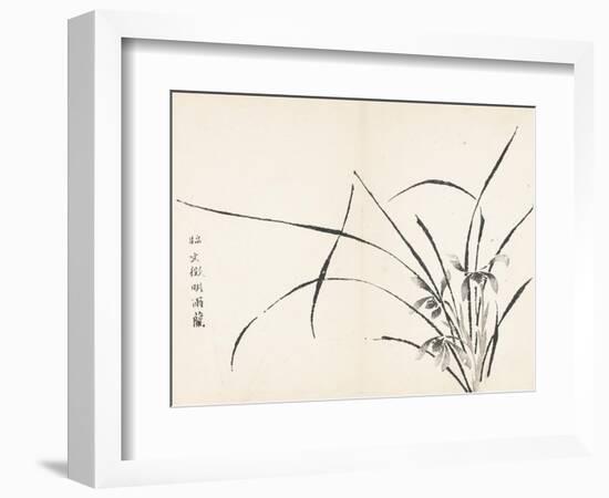 Orchids after Wen Zhengming-null-Framed Premium Giclee Print