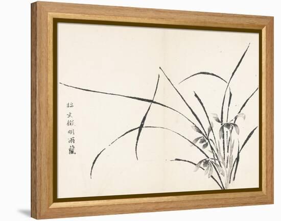 Orchids after Wen Zhengming-null-Framed Stretched Canvas