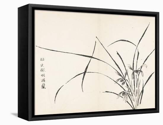 Orchids after Wen Zhengming-null-Framed Stretched Canvas