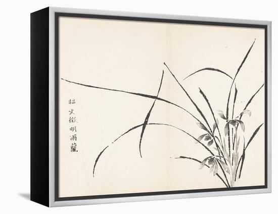 Orchids after Wen Zhengming-null-Framed Stretched Canvas