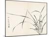 Orchids after Wen Zhengming-null-Mounted Art Print