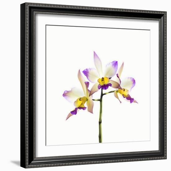 Orchids against white background-Panoramic Images-Framed Photographic Print