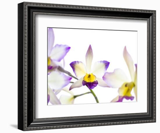 Orchids against white background-Panoramic Images-Framed Photographic Print