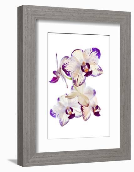 Orchids against white background-Panoramic Images-Framed Photographic Print