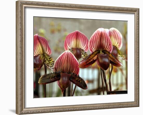 Orchids at the 25th New York International Orchid Show-null-Framed Photographic Print