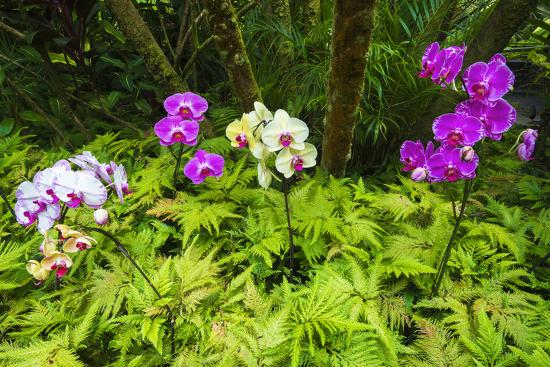 Orchids At The Hawaii Tropical Botanical Garden Hamakua Coast The Big Island Hawaii Photographic Print Russ Bishop Art Com