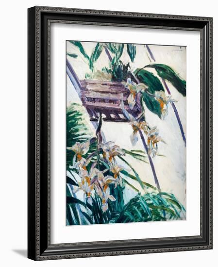 Orchids, C. 1893 (Oil on Canvas)-Gustave Caillebotte-Framed Giclee Print