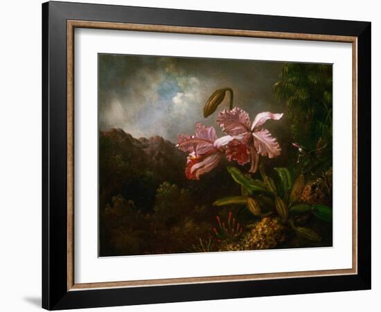 Orchids in a Jungle, 1870S (Oil on Canvas)-Martin Johnson Heade-Framed Giclee Print