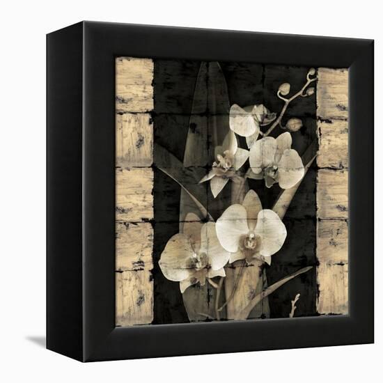 Orchids in Bloom II-John Seba-Framed Stretched Canvas