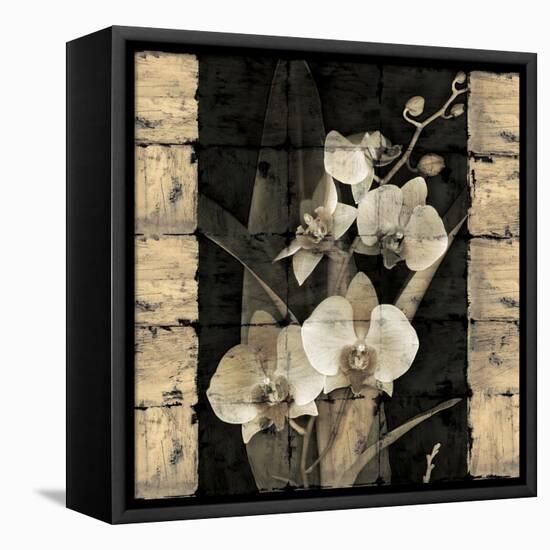 Orchids in Bloom II-John Seba-Framed Stretched Canvas