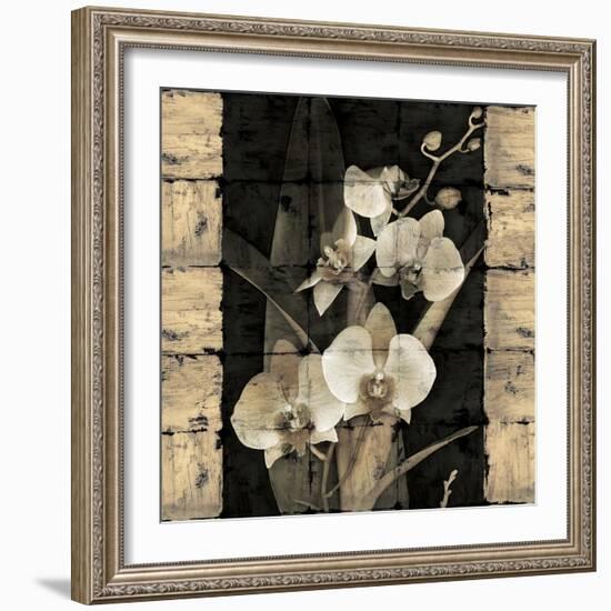 Orchids in Bloom II-John Seba-Framed Art Print