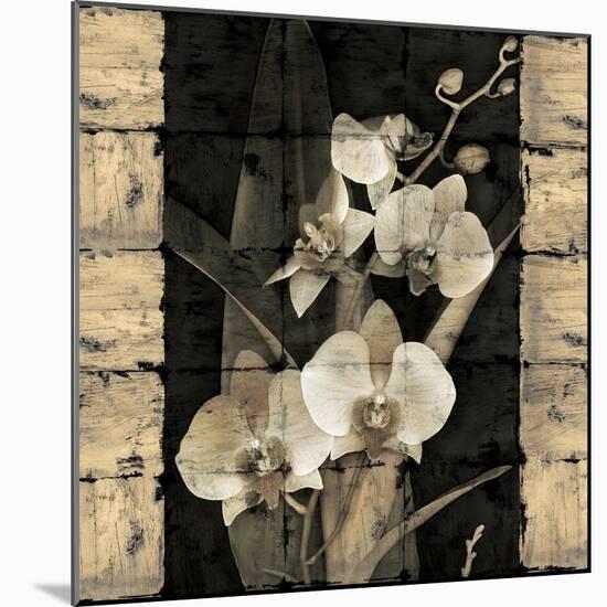 Orchids in Bloom II-John Seba-Mounted Art Print