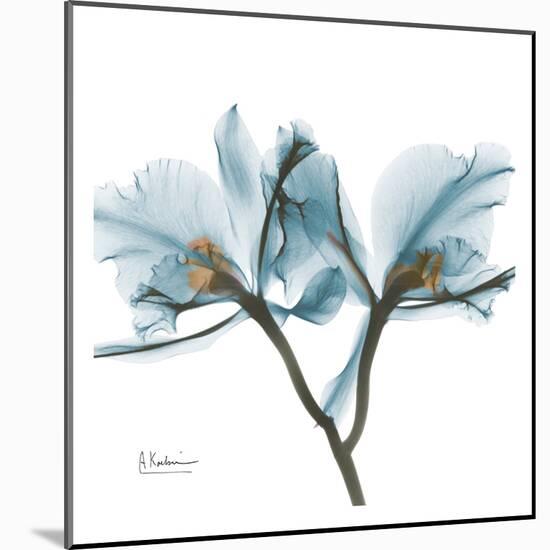 Orchids in Blue-Albert Koetsier-Mounted Art Print