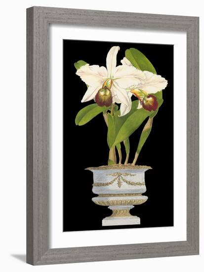 Orchids in Silver II-null-Framed Art Print