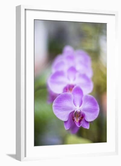 Orchids in the Orchid House, Kandy Royal Botanical Gardens, Peradeniya, Kandy, Sri Lanka, Asia-Matthew Williams-Ellis-Framed Photographic Print