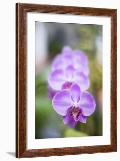 Orchids in the Orchid House, Kandy Royal Botanical Gardens, Peradeniya, Kandy, Sri Lanka, Asia-Matthew Williams-Ellis-Framed Photographic Print