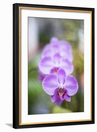 Orchids in the Orchid House, Kandy Royal Botanical Gardens, Peradeniya, Kandy, Sri Lanka, Asia-Matthew Williams-Ellis-Framed Photographic Print