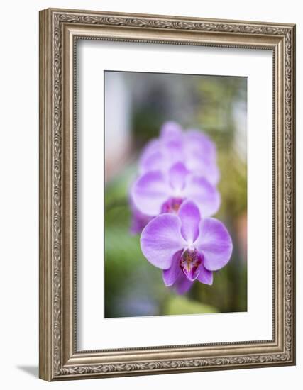Orchids in the Orchid House, Kandy Royal Botanical Gardens, Peradeniya, Kandy, Sri Lanka, Asia-Matthew Williams-Ellis-Framed Photographic Print