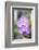 Orchids in the Orchid House, Kandy Royal Botanical Gardens, Peradeniya, Kandy, Sri Lanka, Asia-Matthew Williams-Ellis-Framed Photographic Print