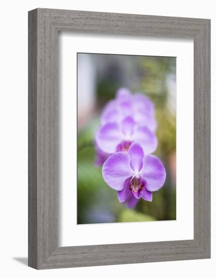 Orchids in the Orchid House, Kandy Royal Botanical Gardens, Peradeniya, Kandy, Sri Lanka, Asia-Matthew Williams-Ellis-Framed Photographic Print