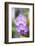 Orchids in the Orchid House, Kandy Royal Botanical Gardens, Peradeniya, Kandy, Sri Lanka, Asia-Matthew Williams-Ellis-Framed Photographic Print