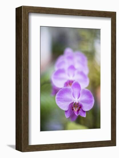 Orchids in the Orchid House, Kandy Royal Botanical Gardens, Peradeniya, Kandy, Sri Lanka, Asia-Matthew Williams-Ellis-Framed Photographic Print