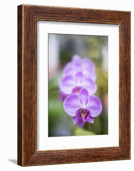 Orchids in the Orchid House, Kandy Royal Botanical Gardens, Peradeniya, Kandy, Sri Lanka, Asia-Matthew Williams-Ellis-Framed Photographic Print