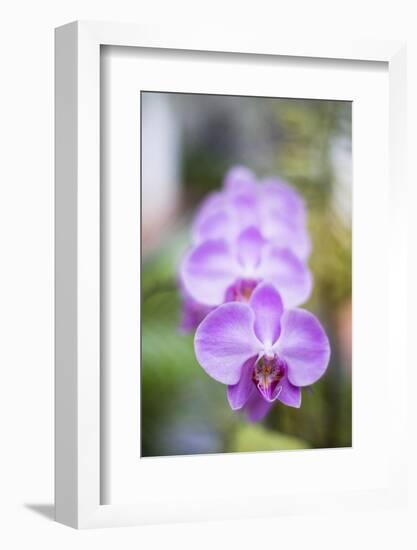 Orchids in the Orchid House, Kandy Royal Botanical Gardens, Peradeniya, Kandy, Sri Lanka, Asia-Matthew Williams-Ellis-Framed Photographic Print