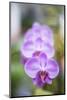Orchids in the Orchid House, Kandy Royal Botanical Gardens, Peradeniya, Kandy, Sri Lanka, Asia-Matthew Williams-Ellis-Mounted Photographic Print
