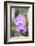 Orchids in the Orchid House, Kandy Royal Botanical Gardens, Peradeniya, Kandy, Sri Lanka, Asia-Matthew Williams-Ellis-Framed Photographic Print