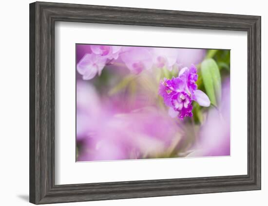 Orchids in the Orchid House, Kandy Royal Botanical Gardens, Peradeniya, Kandy, Sri Lanka, Asia-Matthew Williams-Ellis-Framed Photographic Print