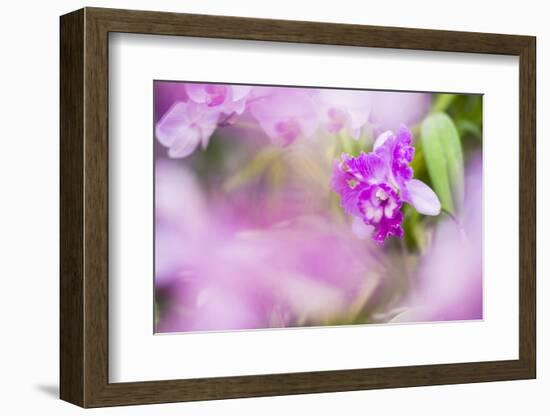 Orchids in the Orchid House, Kandy Royal Botanical Gardens, Peradeniya, Kandy, Sri Lanka, Asia-Matthew Williams-Ellis-Framed Photographic Print