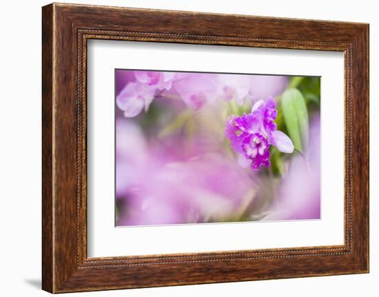 Orchids in the Orchid House, Kandy Royal Botanical Gardens, Peradeniya, Kandy, Sri Lanka, Asia-Matthew Williams-Ellis-Framed Photographic Print