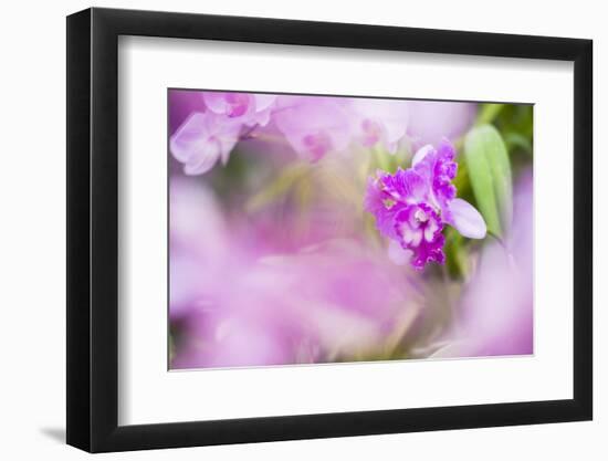 Orchids in the Orchid House, Kandy Royal Botanical Gardens, Peradeniya, Kandy, Sri Lanka, Asia-Matthew Williams-Ellis-Framed Photographic Print